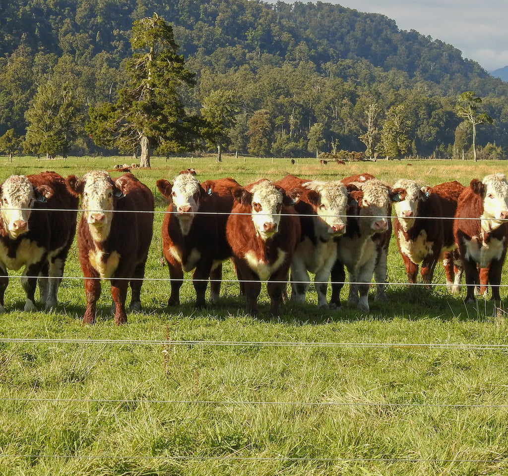 WHEN GOD WINKS ... COWS BECOME CURIOUS