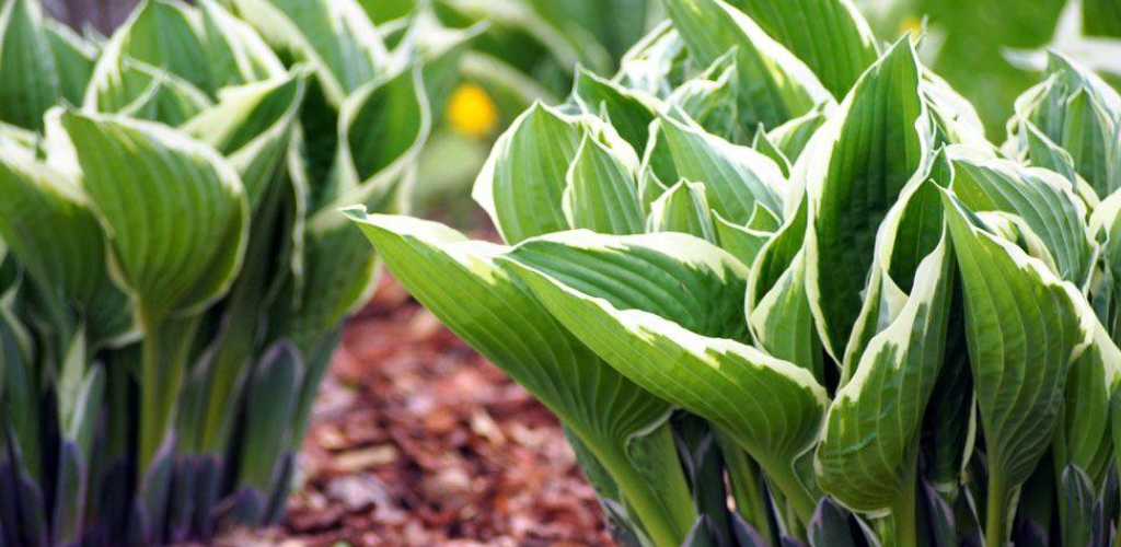 GODWINKS on HELPFUL NEIGHBORS