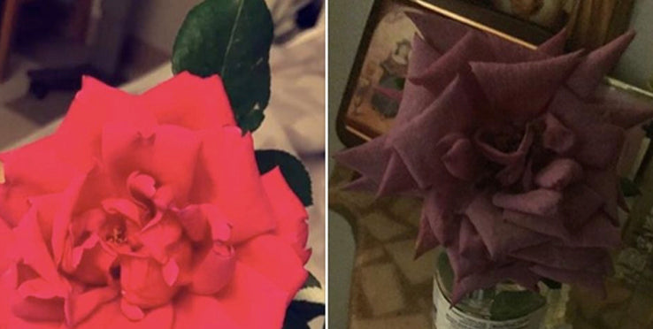 Pink Flower turns to Purple