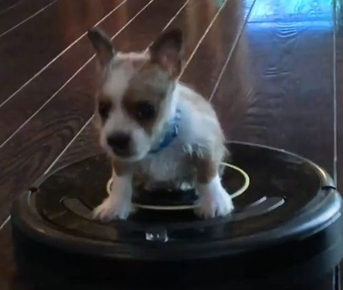 GODWINK WEDNESDAY - BOGART - JUST LIKE ME