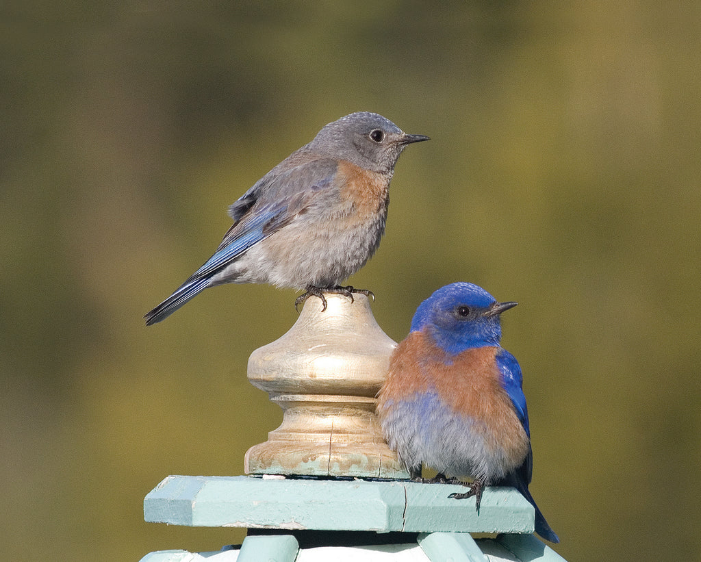 FEELING BLUE? LOOK FOR BLUEBIRDS!