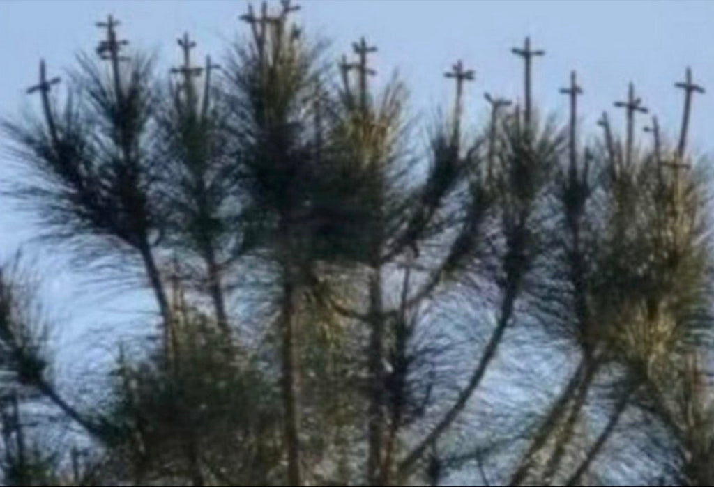 WHO DECORATED THOSE TREES FOR EASTER?