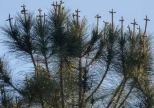 WHO DECORATED THOSE TREES FOR EASTER?