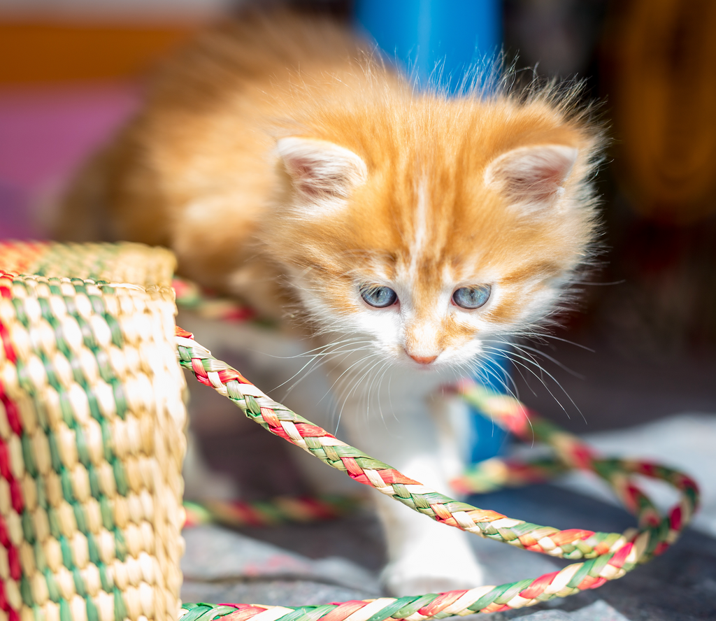 A PURRING BASKET of EASTER LOVE