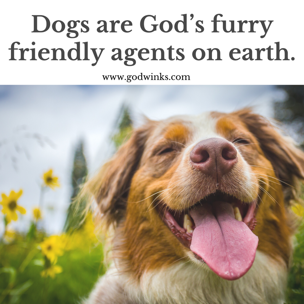 God and Dog Work as a Team